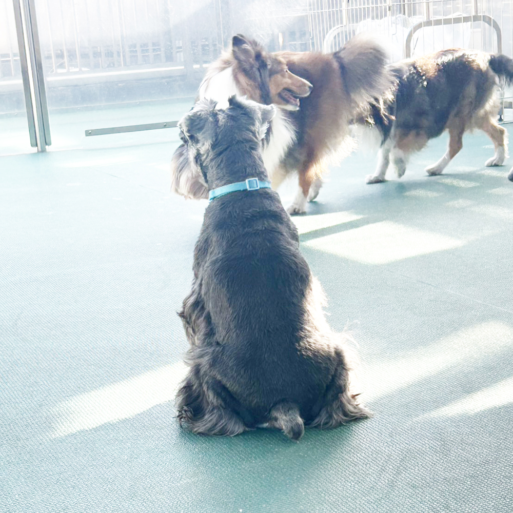 生徒が撮影したモデル犬写真②
